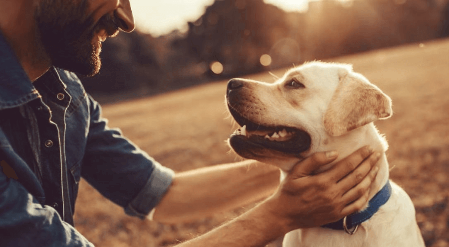 Национальный день собаки 2019. Лучший друг человека