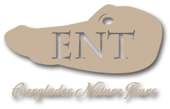 Everglades Nature Tours